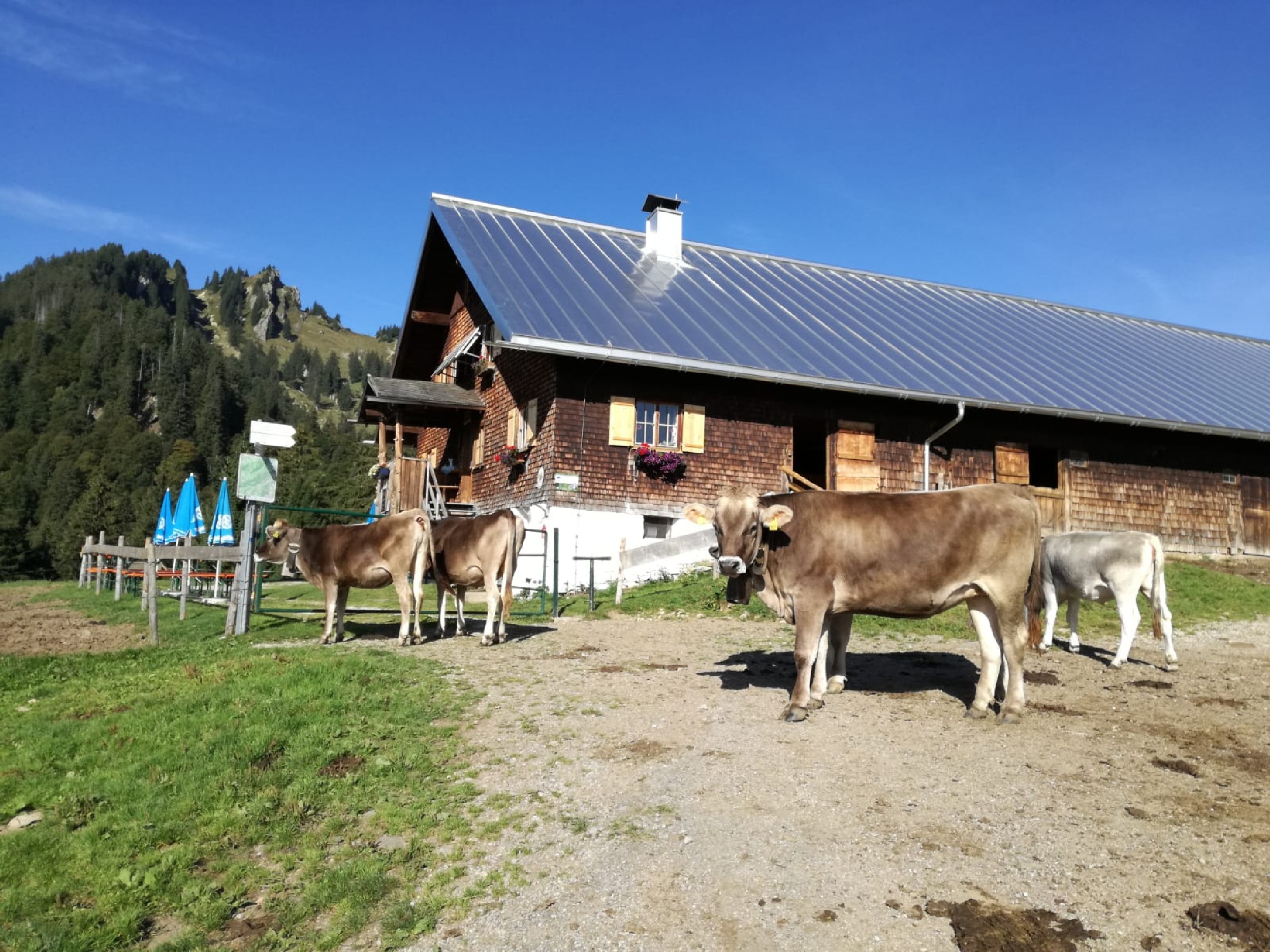 Alpe Vorder Krumbach 1.jpg Alpe Vorder Krumbach 1.jpg