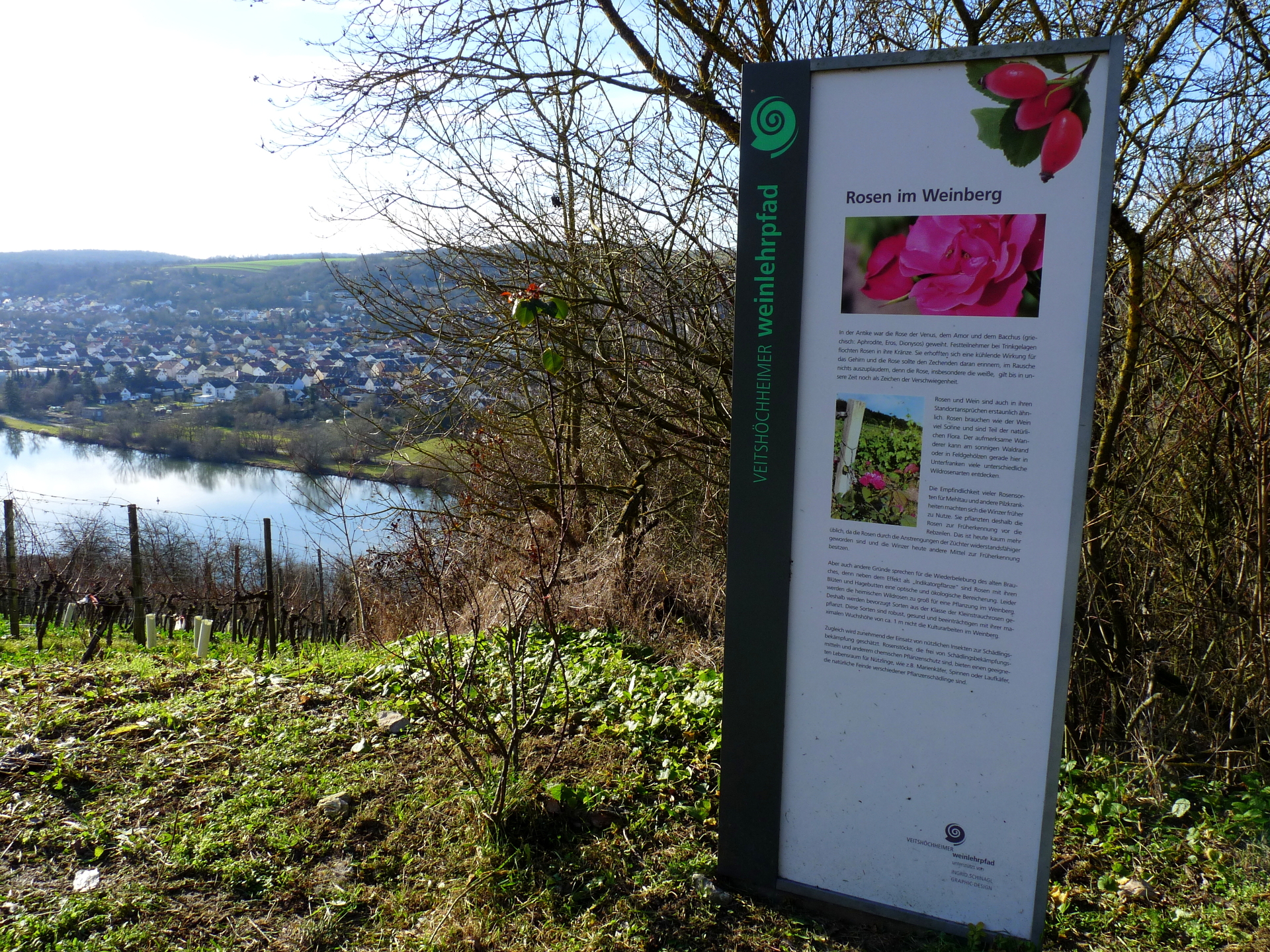 Weinlehrpfad Veitshöchheim Informationsschild.jpg Weinlehrpfad Veitshöchheim Informationsschild.jpg