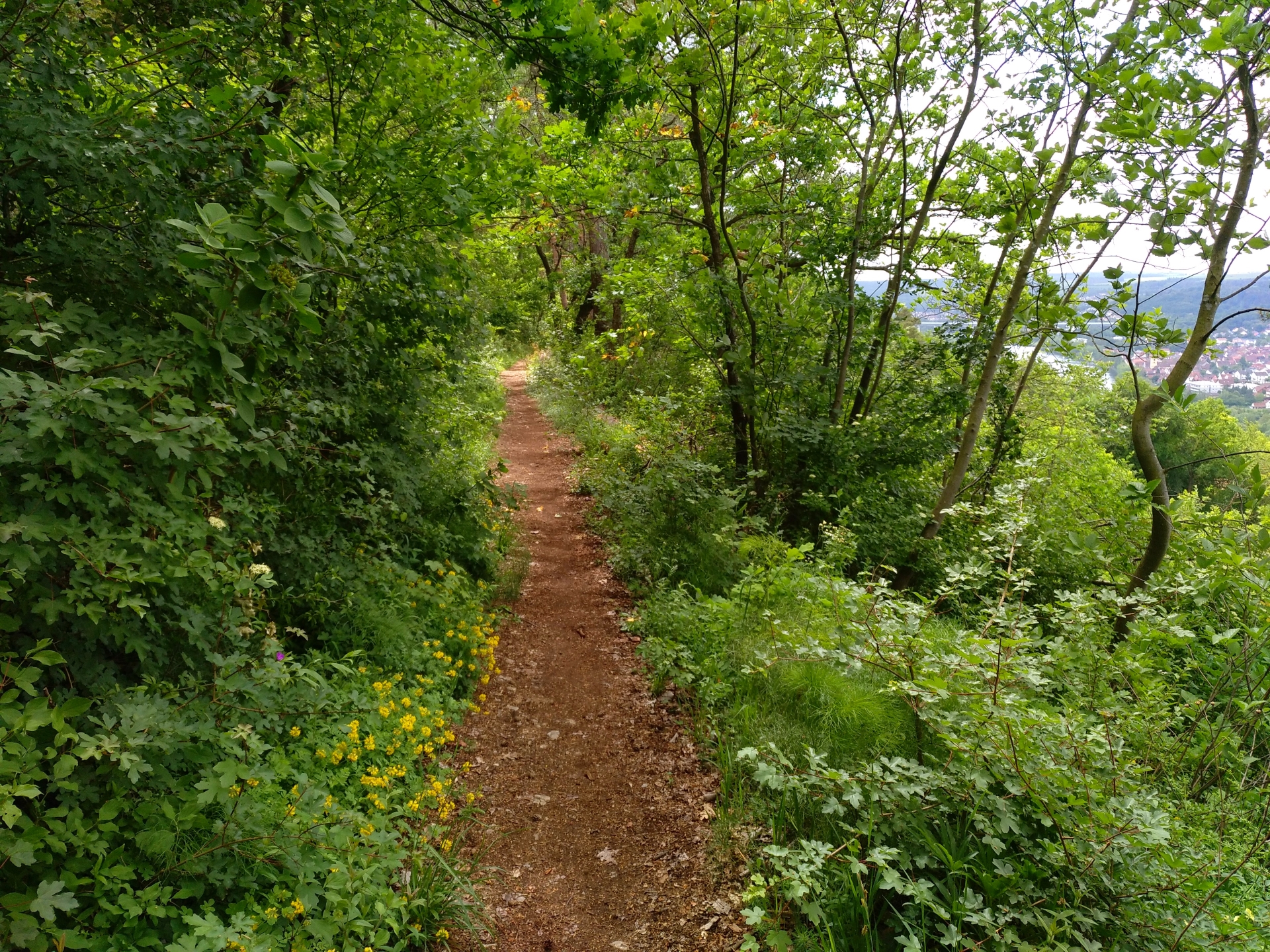 Eichblatt Wanderweg Veitshöchheim.jpg Eichblatt Wanderweg Veitshöchheim.jpg