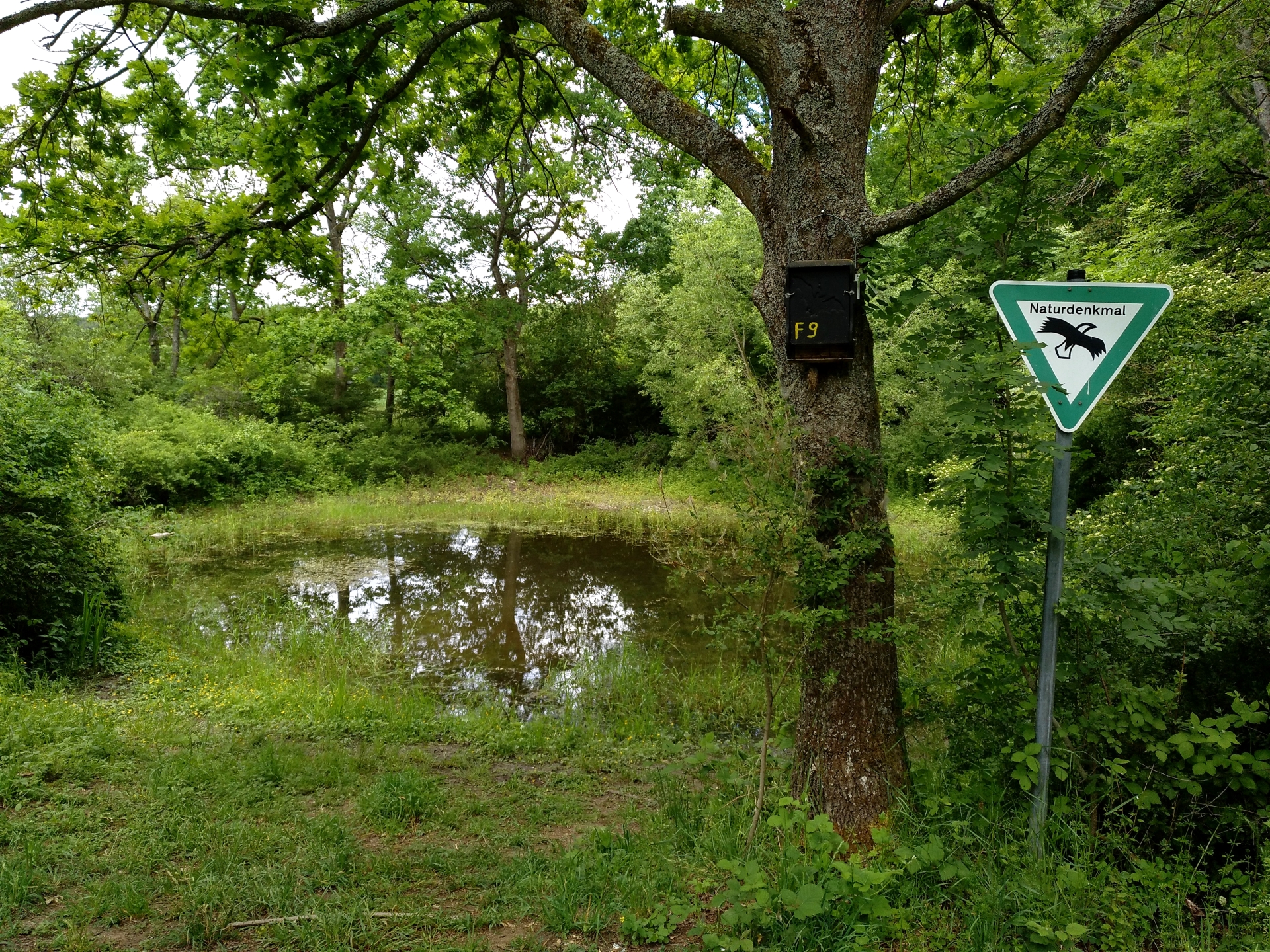 Seelein Veitshöchheim.jpg Seelein Veitshöchheim.jpg