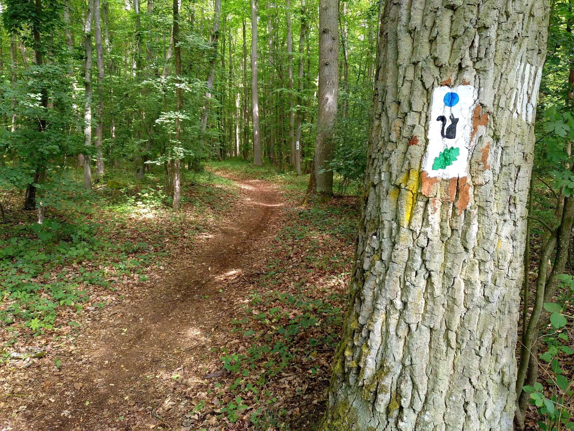 Wanderweg Eichhörnchen Veitshöchheim.jpg Wanderweg Eichhörnchen Veitshöchheim.jpg