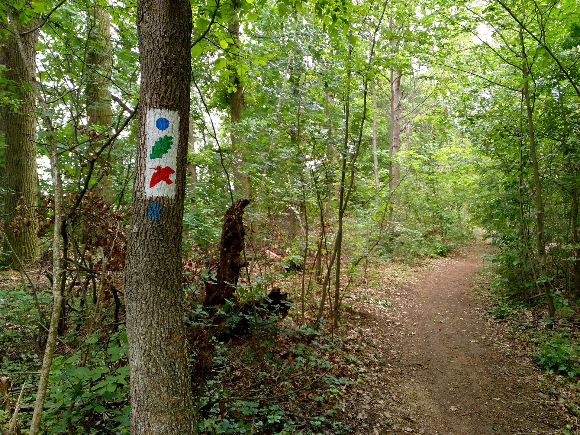 Wanderweg Schnepfe Veitshöchheim.jpg Wanderweg Schnepfe Veitshöchheim.jpg