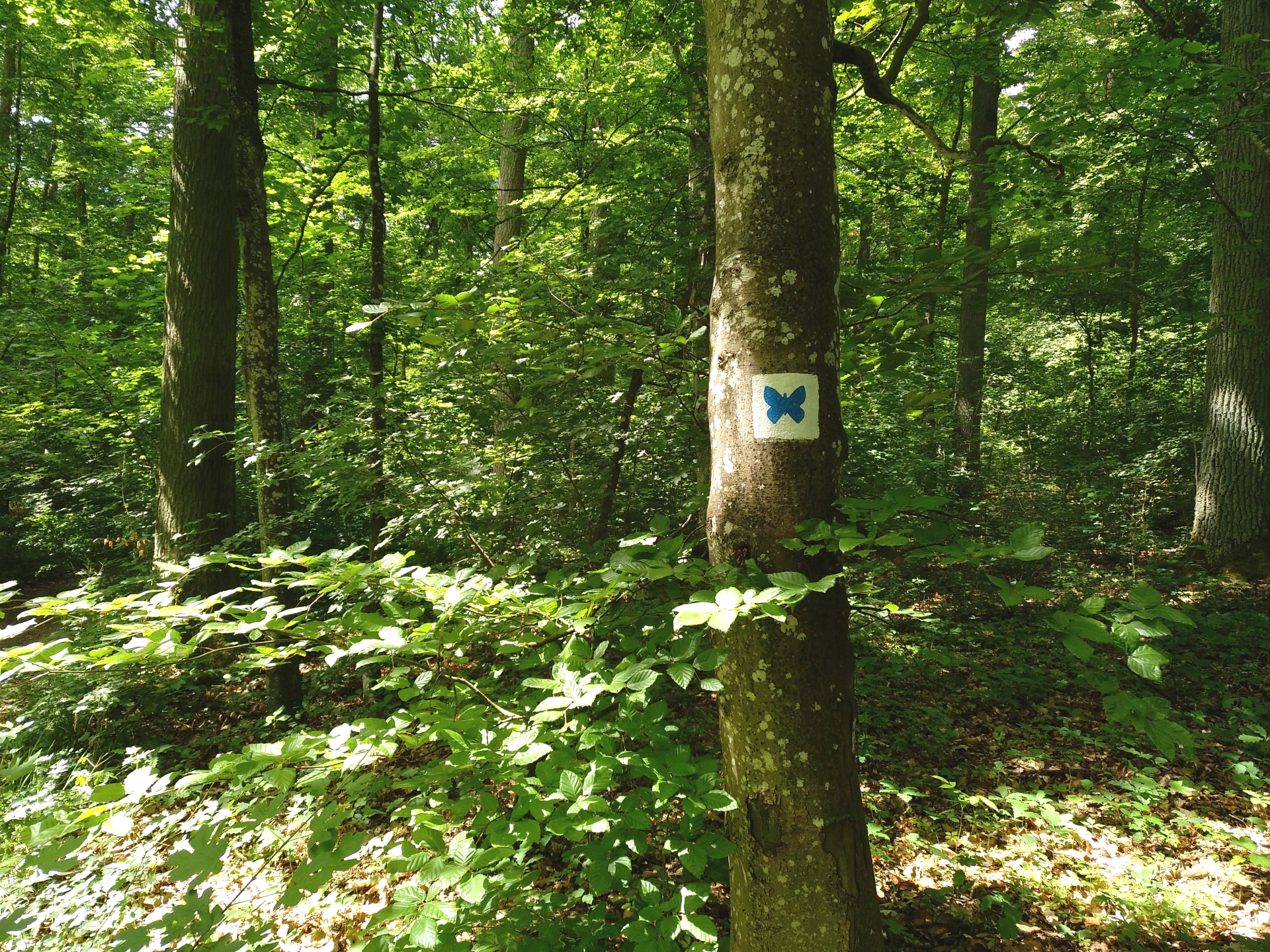 Wanderweg Schmetterling Veitshöchheim.jpg Wanderweg Schmetterling Veitshöchheim.jpg