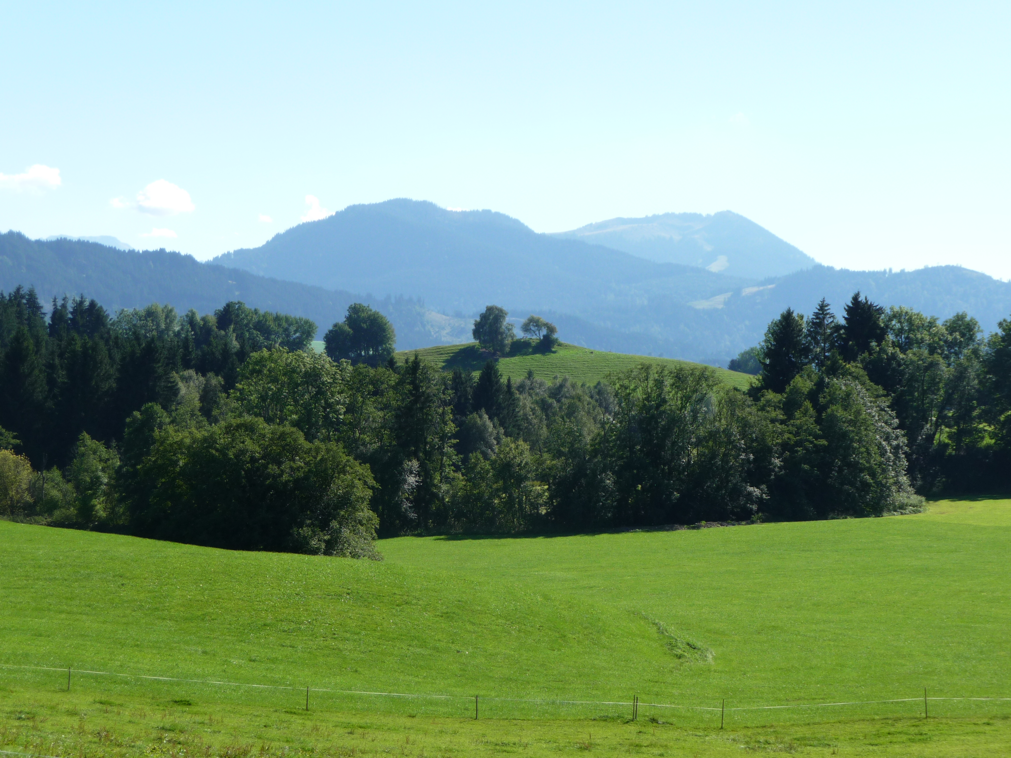 Im Focus Wolfsknobel