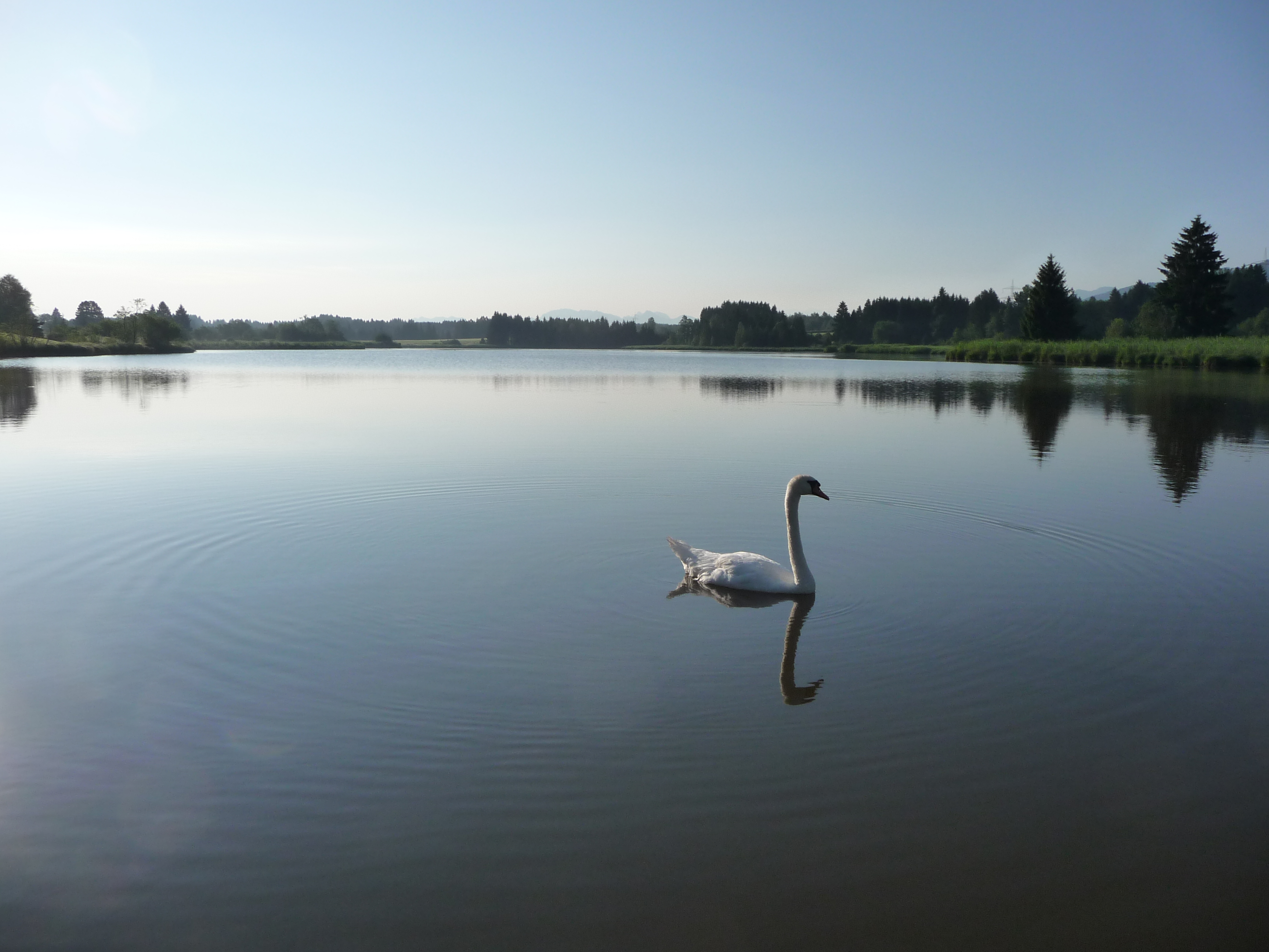 Schwan im See