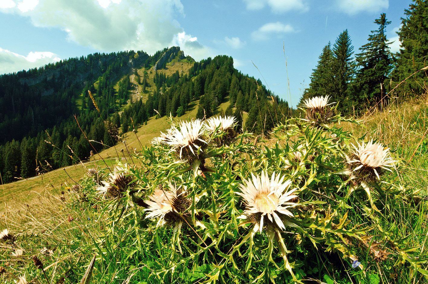 Silberdistel klein.jpg Silberdistel klein.jpg