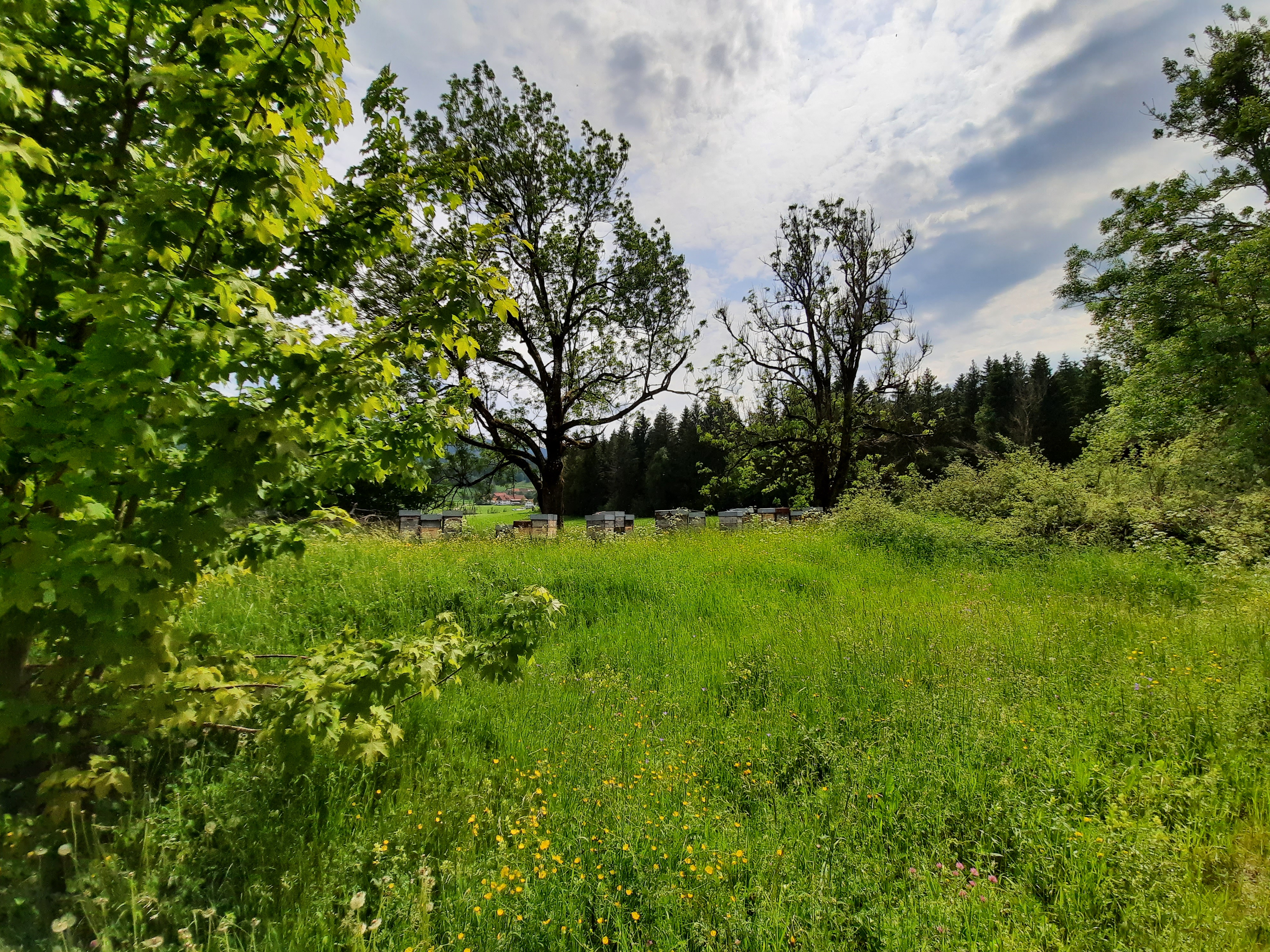 164_Moos_Radweg_Bienenkästen.jpg 164_Moos_Radweg_Bienenkästen.jpg